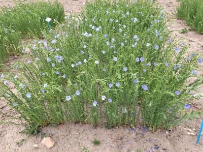 Click for 1 image(s) for this accession.